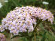 Achille millefeuille Achillea millefolium Linn - Astraces - Herbe  dindes / Herbe militaire / Herbe  la coupure / Millefeuilles