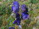 Aconit panicul - Aconitum variegatum subsp. paniculatum (Arcangel.) Greuter & Burdet - Famille des Renonculaces