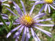 Aster de nouvelle Belgique Aster novi-belgii Linn - Astraces - Aster x salignus