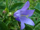 Campanule fausse raiponce Campanula rapunculoides Linn  - Campanulaces