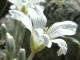 Craiste des champs  Cerastium arvense subsp. arvense L. - Caryophyllaces