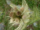 Cirse très épineux Cirsium spinosissimum - Astéracées - Cirse épineux / Chardon blanc