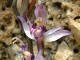 Limodore à feuilles avortées Limodorum abortivum (Linné) Swartz - Orchidacées - Violet / Asperge violette - Orchis aborvita