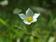 Lin purgatif Linum catharticum Linn - Linaces