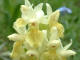 Orchis ple Orchis pallens Linn - Orchidaces - Orchis sulphurea