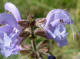 Sauge des prs Salvia pratensis Lin - Lamiaces - Ormin gluant