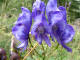 Aconit napel Aconitum napellus (Linn) Rchb - Renonculaces - Casque de Jupiter