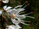 Asphodle blanc - Famille des Liliaces - Lasphodle pousse dans les prairies subalpines