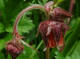 Benote des ruisseaux Geum rivale Linn - famille des Rosaceae. Elles forment le genre Geum.