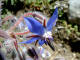 Bourache - Borago officinalis - Famille des Boraginaces (Boraginaceae) 