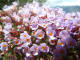 Le Buddleia de David - Buddleja davidii - L'arbre aux papillons est un arbuste de la famille des Loganiaces