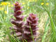 Bugle en pyramide Ajuga pyramidalis Linn - Lamiaces