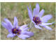 Catananche bleue Catananche coerulea Linné  - Astéracées - Cupidone