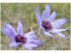 Catananche bleue Catananche coerulea Linn  - Astraces - Cupidone