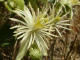 Clmatite Vigne blanche Clematis vitalba Linn - Renonculaces