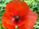 Coquelicot Papaver rhoeas Linn - Papavraces - Grand coquelicot