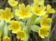 Primulaces - Primula officinalis