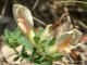 Petit cytise nain (Chamaecytisus hirsutus ssp pumilus (De Not.)) - Cytisus polytrichus (Bierberstein) Rothm.)  = Cytisus pumilus