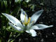 Dame de onze-heure - lait d'oiseau, Etoite de Bthlem -Ornithogalum umbellatum - Famille des Liliaces - Groupe des ornithogales