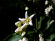 Dompte-venin Vincetoxicum hirundinaria - Famille des Asclpiadaces (Asclepiadaceae) - lieu sols rocailleux - taille fleur 5-10 mm