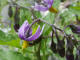 Douce-amre Solanum dulcamara Linn - Solanaces - Morelle