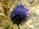 Echinops  tte ronde Echinops ritro Linn - Astraces - Boule azure / Oursin bleu / Oursin de provence / boulette Azurite