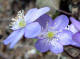 Hpatique noble Hepatica nobilis Miller  - Renonculaces - Anmone hpatique - Anemone hepatica / Hepatica triloba