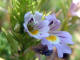 Euphraise des Alpes Euphrasia alpina Lambert - Scrophulariaces