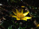 Ficaire - Ranunculus ficaria - Famille des Renonculaces (Ranunculaceae) - taille fleur 20-25 mm - lieu zones fraches et humides