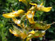 Gent d'Allemagne  Genista germanica L. - Fabaces