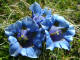 Gentiane alpine Gentiana alpina Villars - Gentianaces