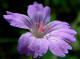 Granium noueux - Geranium nodosum Linn - Famille des Graniaces