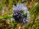 Globulaire commune Globularia bisnagarica Lapeyrouse - Globulariaces - Globularia elongata / Globularia punctata / Globularia willkommii