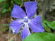 Grande pervenche - Vinca major Linn- Famille des Apocynaces