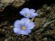 Lin des Alpes - Linum alpinum - Famille des Linaces (Linaceae) - lieu prairies  sches - taille fleur  30mm