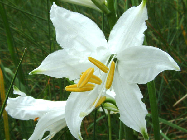 Lis de Saint Bruno - Fleurs de la Vesubie et du Mercantour - 06 Alpes Maritimes - France - Paradisea liliastrum