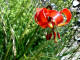 Lis turban Lis de Pompone - (endmique des Alpes du Sud) - liliace