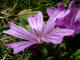 Mauve des bois Malva sylvestris Linn - Malvaces