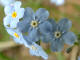 Myosotis des champs Myosotis decumbens Host - Boraginaces