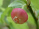 Myrtille Vaccinium myrtillus Linn - Ericaces - Gueule noire / Airelle myrtille