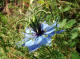 Nigelle de Damas  - Nigella damascena L. - Renonculaces