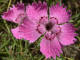 Oeillet  delta Dianthus deltoides Linn - Caryophyllaces - illet couch / illet deltoide