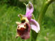 Ophrys bourdon  Ophrys fuciflora (FW Schidt) Moench - Orchidaces - Ophrys frelon - Ophrys arachnites / Ophrys holoserica