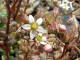 Orpin blanc - Sedum album - Famille des Crassulaces (Crassulaceae) - fleur 6-10 mm - lieu zone rocheuse