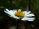 Pquerette - Bellis perennis - Famille des Astraces (Asteraceae)