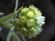 Ptasite blanc Petasites albus Famille des Astraces (Asteraceae) lieu bord des chemins et prairies  la fonte des neiges