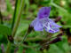 Petit calament Calamintha nepeta (Linn) Savi - Lamiaces - Fausse marjolaine / Pouliot sauvage