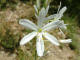 Phalangère à fleurs de lis Anthericum liliago Linné - Liliacées - Phalangère faux-lis 