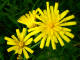 Pissenlit officinal Taraxacum officinale G.H. Weber - Astraces - Dent de lion