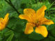 Populage des marais Caltha palustris Linn - Renonculaces